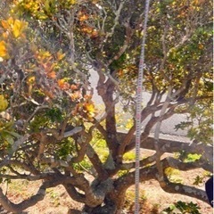 さつきの木 根張りがとても良いです！