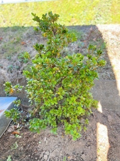 さつきの木　小さめ