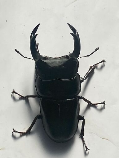 国産オオクワガタ  ペアー　♂84mm　♀52mm