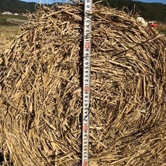 ロール藁 コンバインカットの画像