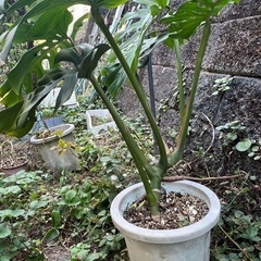 観葉植物　モンステラ？の画像