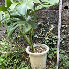 観葉植物　モンステラ？の画像