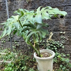 観葉植物　モンステラ？の画像