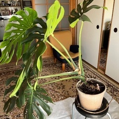 観葉植物　モンステラ？②の画像