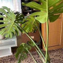 観葉植物　モンステラ？②の画像
