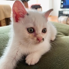 よく食べよく寝るポチポチ柄の白黒ちゃん 早期不妊手術済 耳カット有