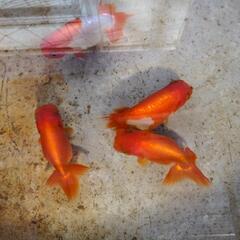 （決まりました）金魚　宇野系らんちゅう　幼魚　16匹の画像