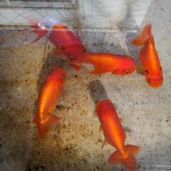 （決まりました）金魚　宇野系らんちゅう　幼魚　16匹の画像
