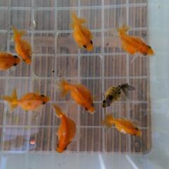 （お話中）金魚　ピンポンパール　11匹