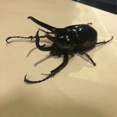 ジャワ産 コーカサスオオカブト100mm♂単品の画像