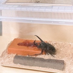 ジャワ産 コーカサスオオカブト100mm♂単品の画像
