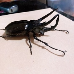 ジャワ産 コーカサスオオカブト100mm♂単品の画像