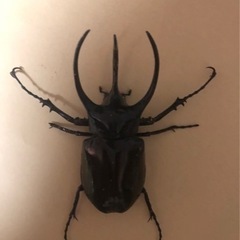 ジャワ産 コーカサスオオカブト100mm♂単品の画像