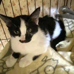 💠人も猫も大好きな優しい黒白くん❣️2カ月