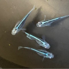 ❾❻めだか　輝黒龍　5匹