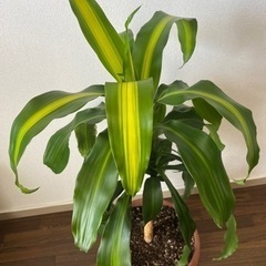 ドラセナマッサンゲアナ(幸福の木)