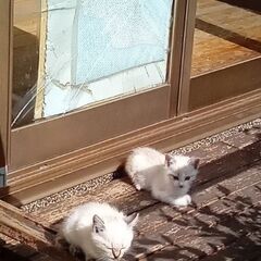 毛の長めの仔猫です　飼い主不在確認済