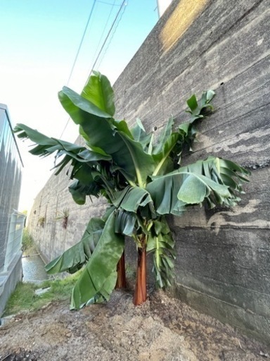 3尺バナナ　1株　2m以上