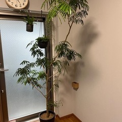 【引き取り限定】エバーフレッシュ　約200cm 室内植物　観葉植物