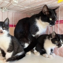 保護猫ちゃん 母猫&子猫 みんな素敵な家族が見つかりました♡
