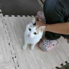 三毛ちっくな人懐こい女の子（里親決定)