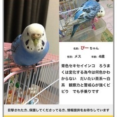 青色セキセイインコ探しています
