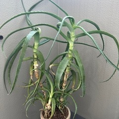 アロエ　鉢付きの画像