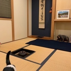 岡山茶道｜速水流｜教授｜sado-instructor🐈の画像