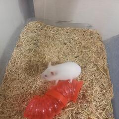 ハムスターの里親募集
