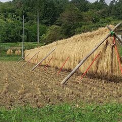 古米【コシヒカリ３０kg・玄米】①  令和４年産