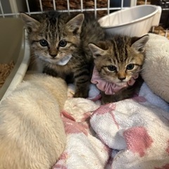 地域猫を保護しましたの画像