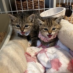 地域猫を保護しました - 我孫子市