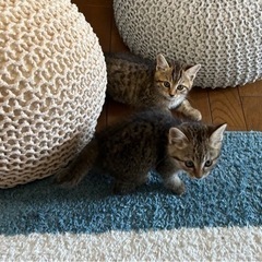地域猫を保護しました − 千葉県