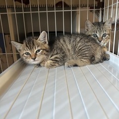 地域猫を保護しました - 里親募集