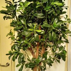 高級大型フェイクグリーン①の画像