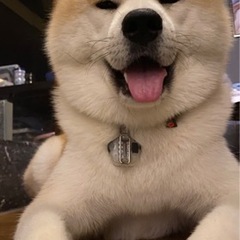 東京譲渡公秋田犬