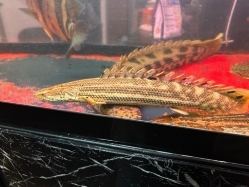 トゥルカナF1ビキールビキール35cm前後