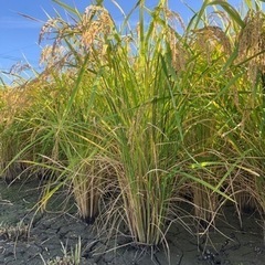 稲刈り体験　無農薬  無肥料栽培　10月28日、29日