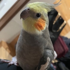 オカメインコを探しています！