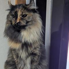 アメリカンカール ♀ サビ猫 響(ひび)ちゃん