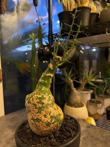 【希少】【大特価】アデニア バリー 現地球