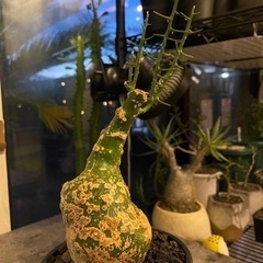 【希少】【大特価】アデニア バリー 現地球