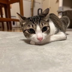 3本足のソナ♂
