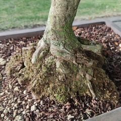 鉢植え★盆栽★皐月★サツキ⑤の画像