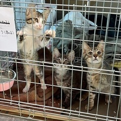 推定3ヶ月😽かわいいキジトラ＆キジ白兄妹　　