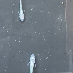白ブチラメ幹之サファイヤ系　若魚の画像