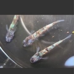 白ブチラメ幹之サファイヤ系　若魚の画像