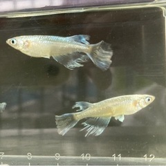 メダカ　蒼穹　20匹　10/23