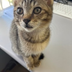 【決まりました！】キジ猫2ヶ月女の子♫鍵しっぽ