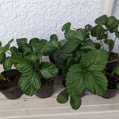 【取引中】３日まで最終値引き【植え時】イチゴ苗10株